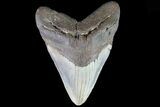 Huge, Megalodon Tooth - North Carolina #82929-1